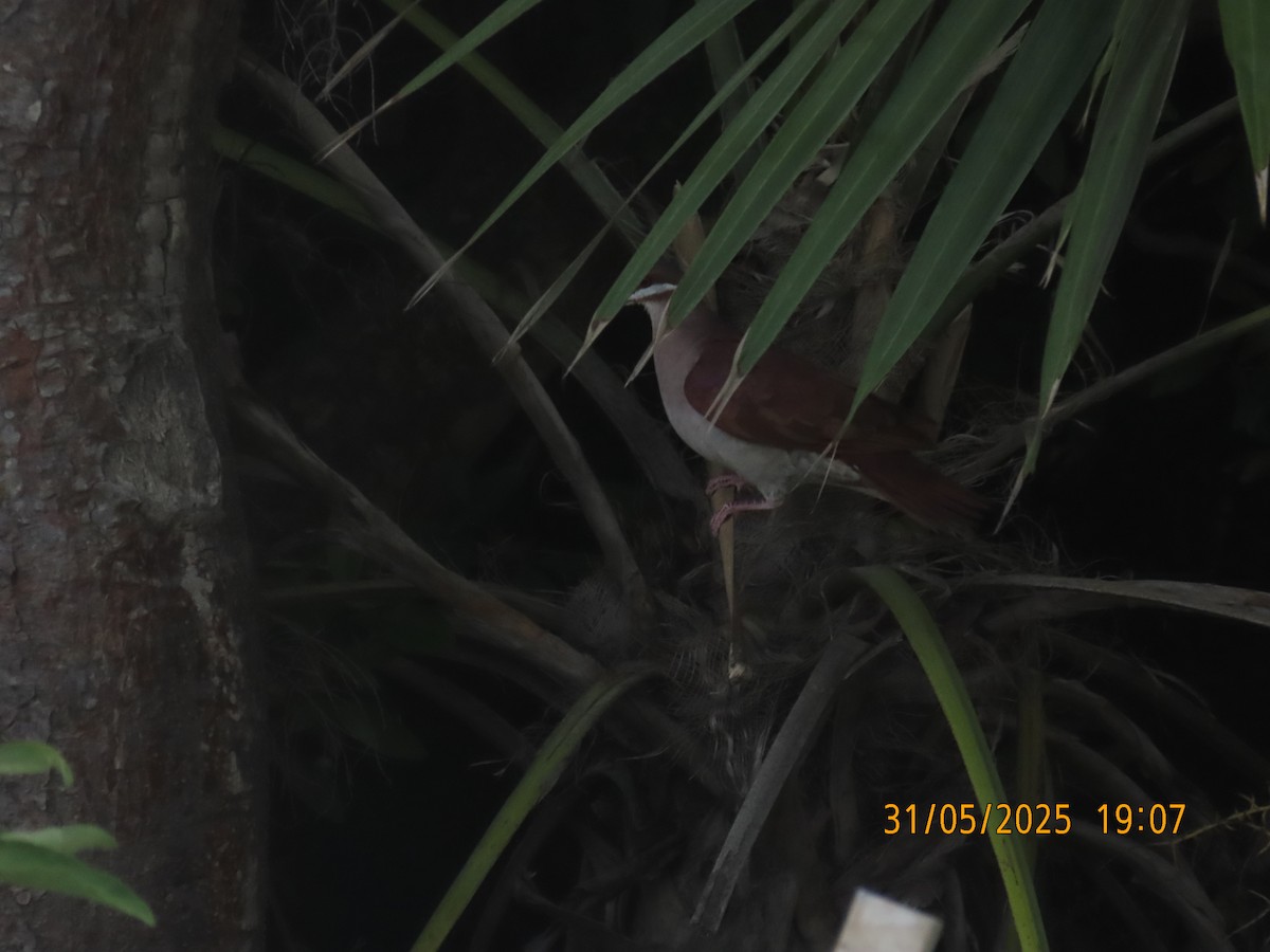 Key West Quail-Dove - ML637014836