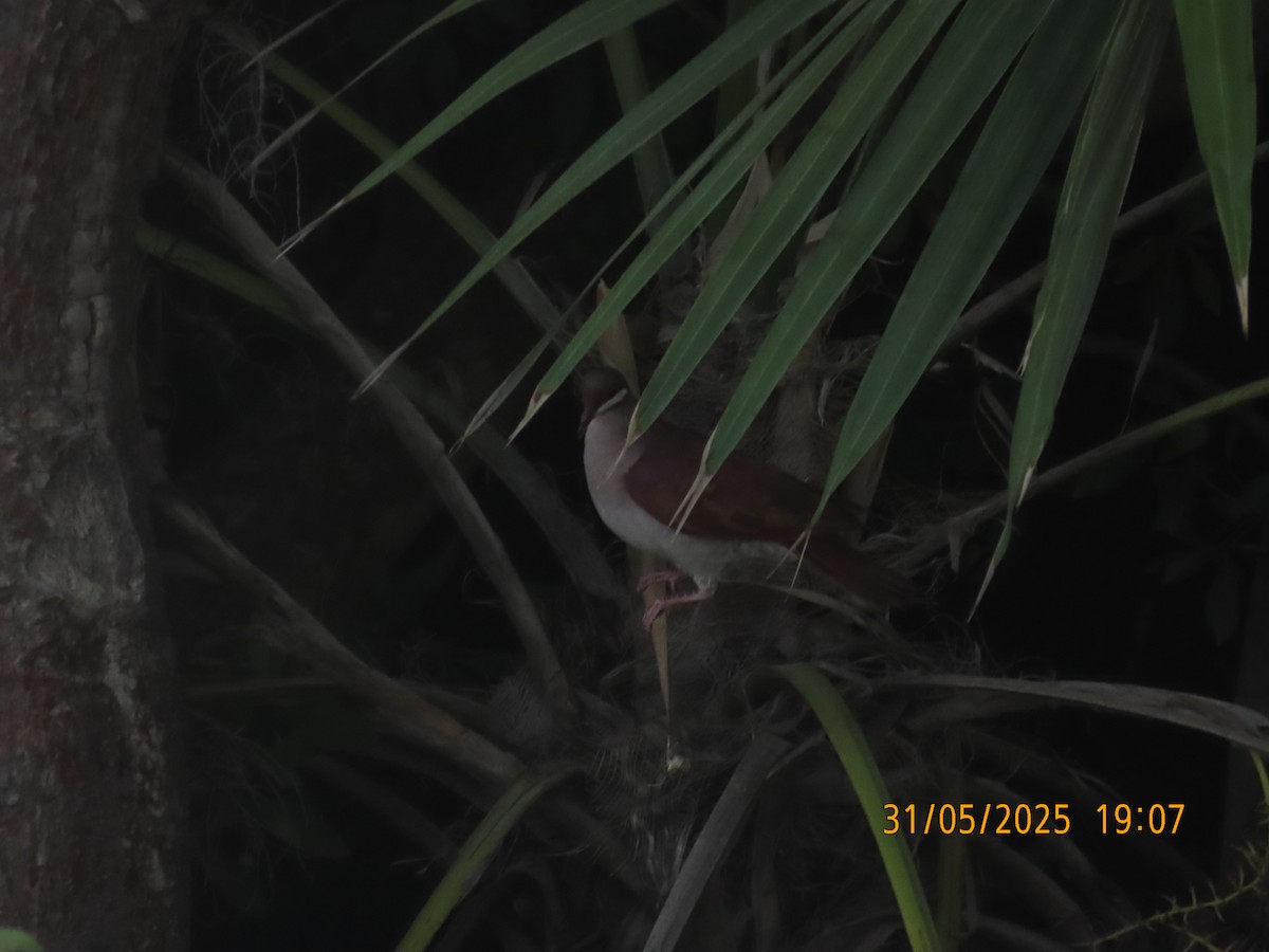 Key West Quail-Dove - ML637014837