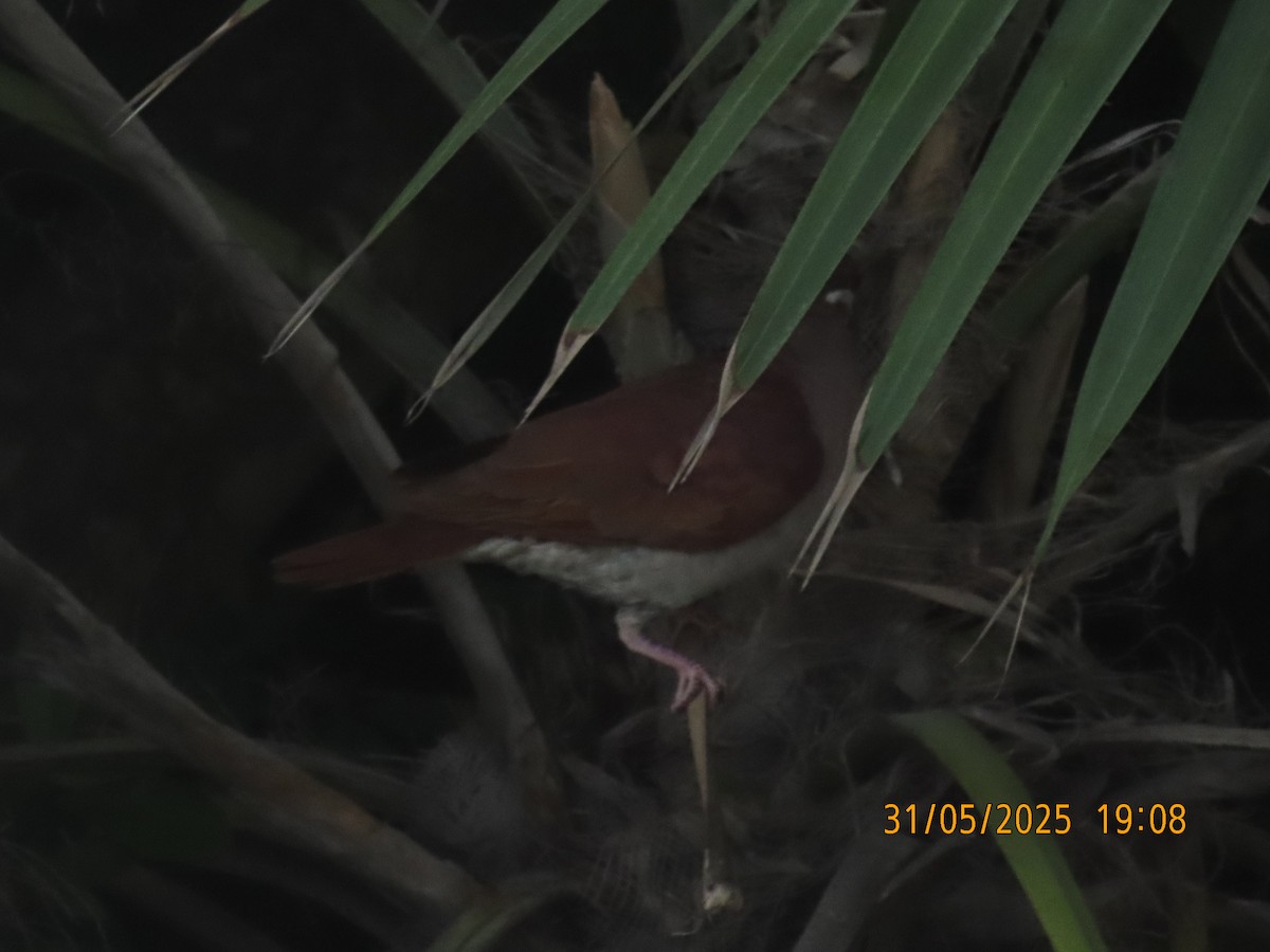 Key West Quail-Dove - ML637014838