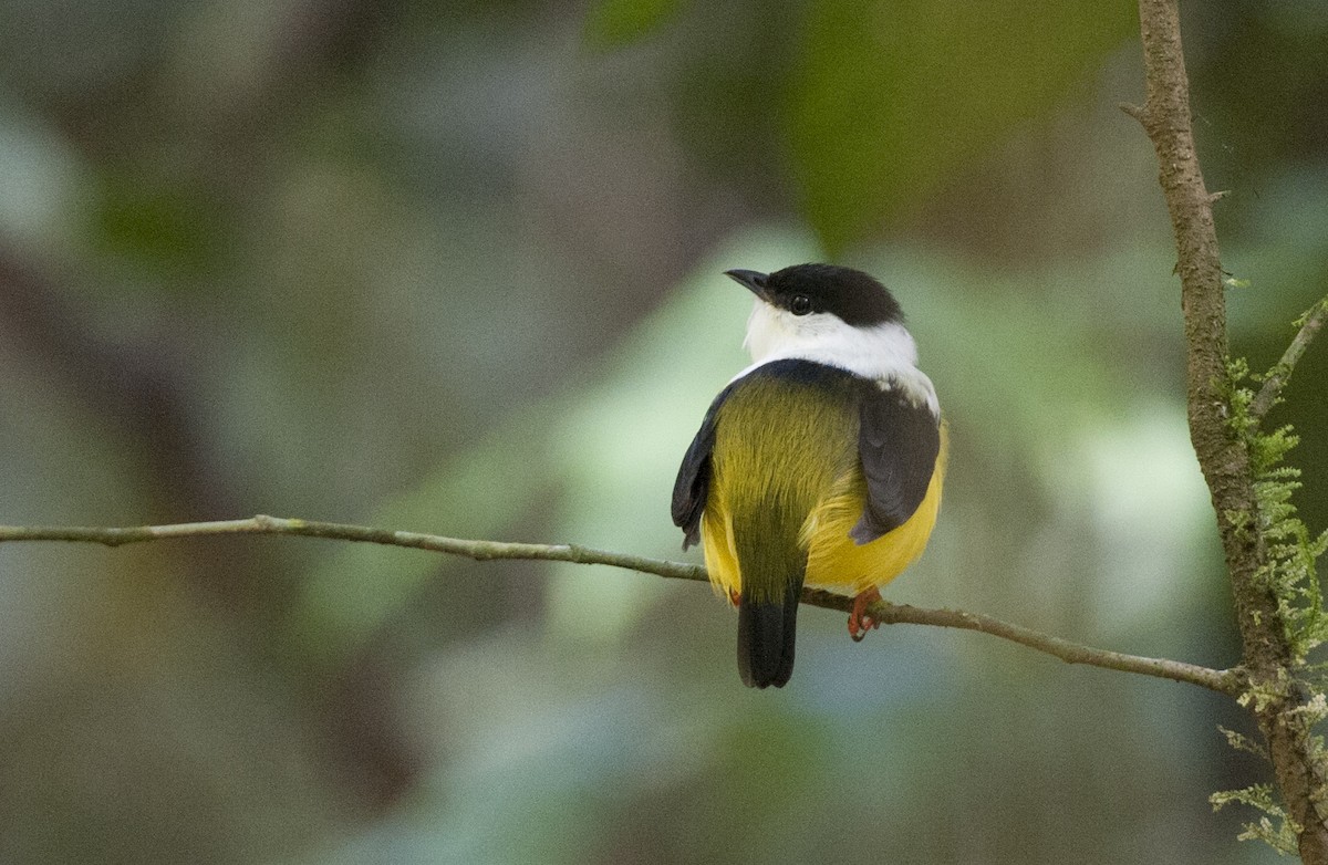 White-collared Manakin - ML63701491