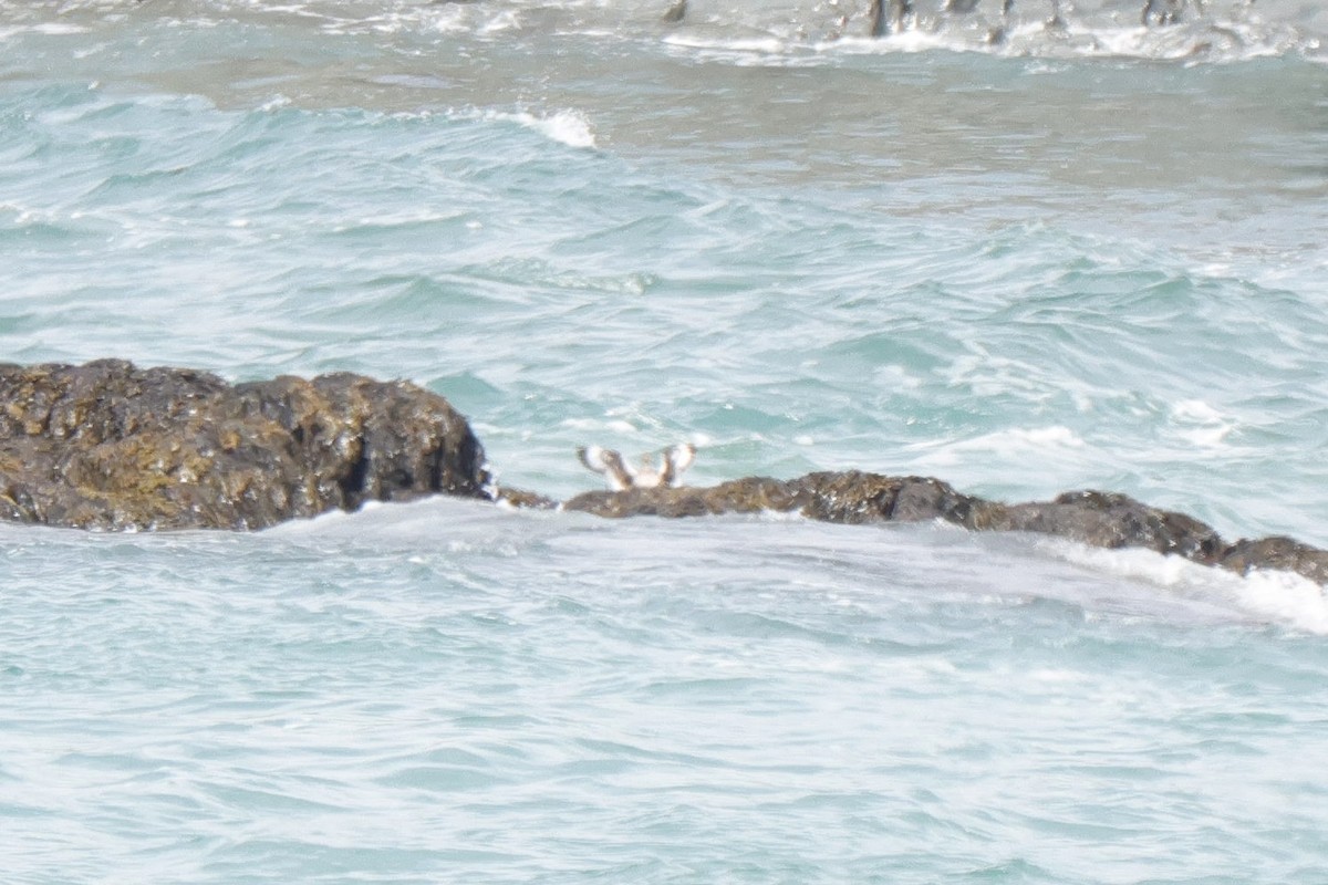 Willet - ML637014973