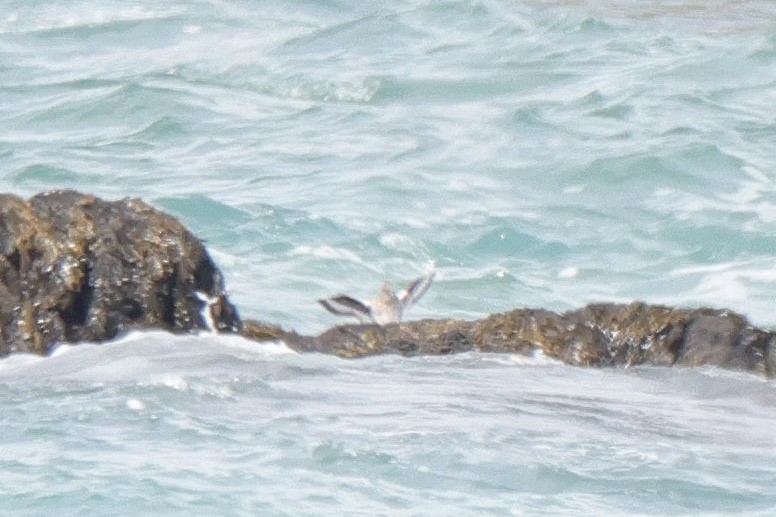 Willet - ML637014974