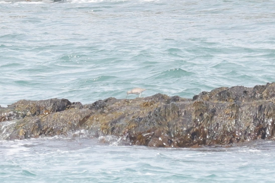 Willet - ML637014975