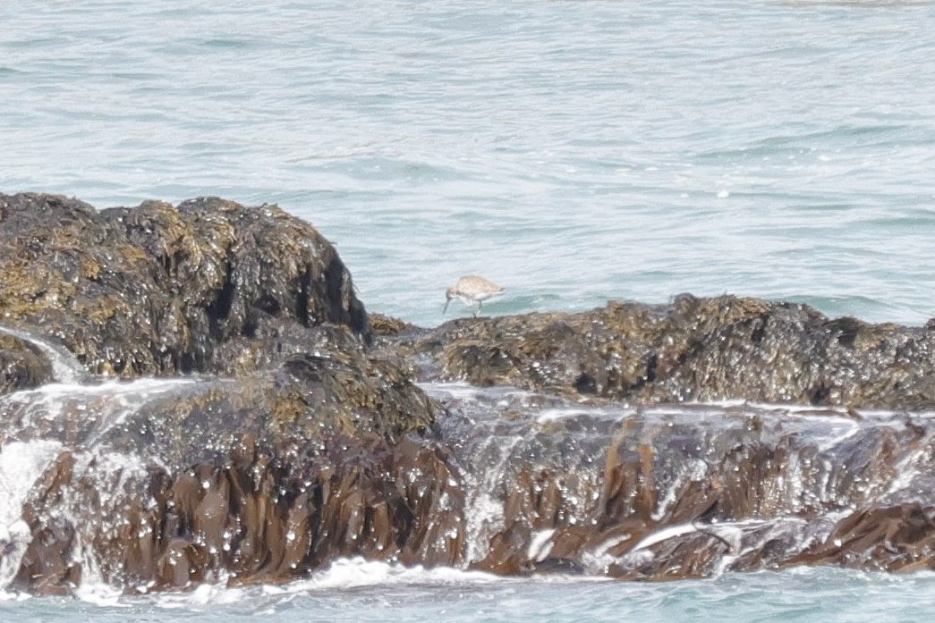 Willet - ML637014976