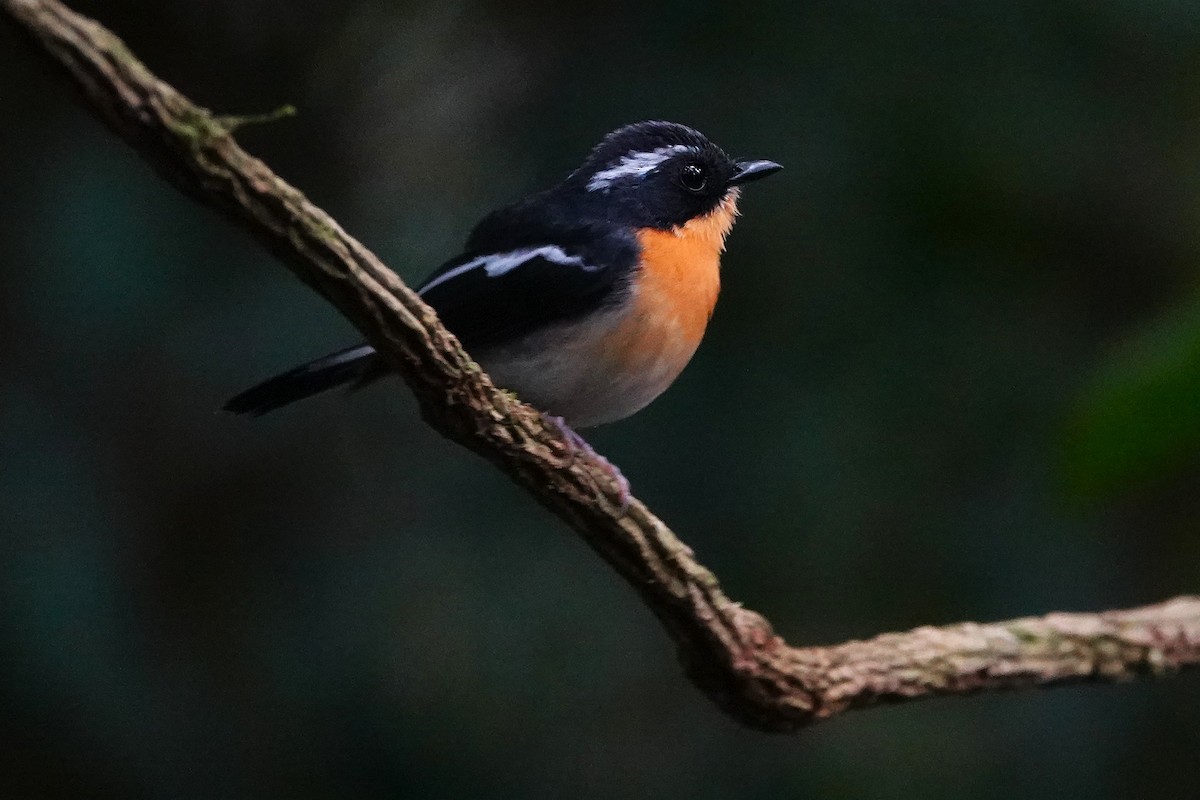 Rufous-chested Flycatcher - ML637015017