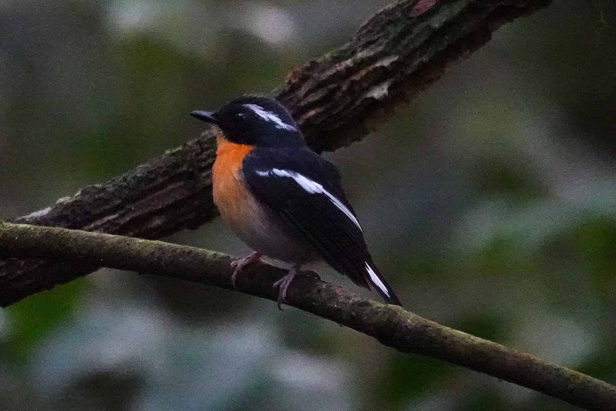 Rufous-chested Flycatcher - ML637015018