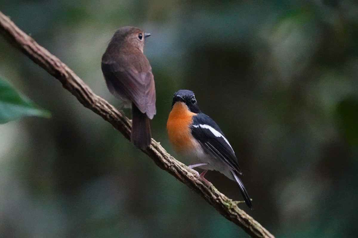 Rufous-chested Flycatcher - ML637015021