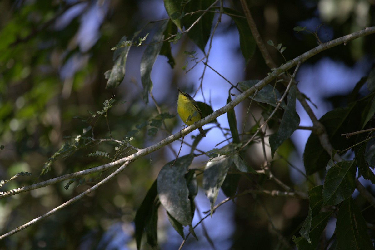 Gray-headed Tody-Flycatcher - ML637015108