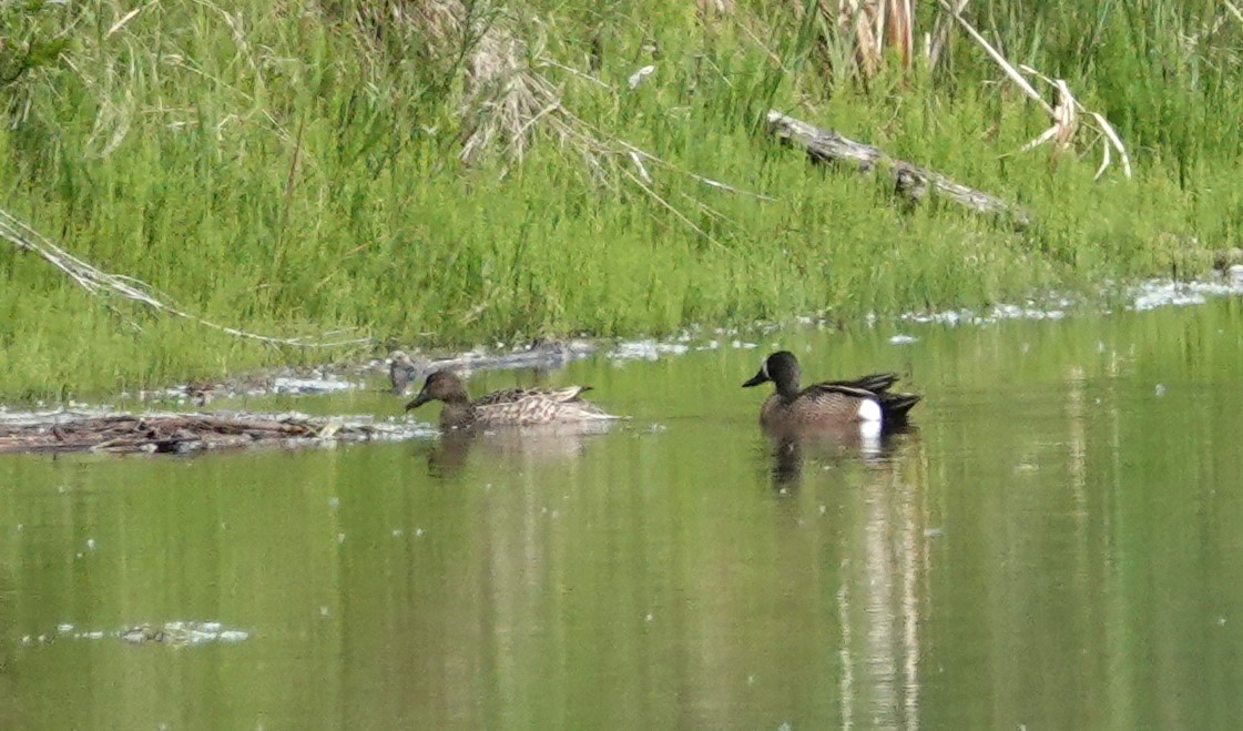 Blue-winged Teal - ML637015137
