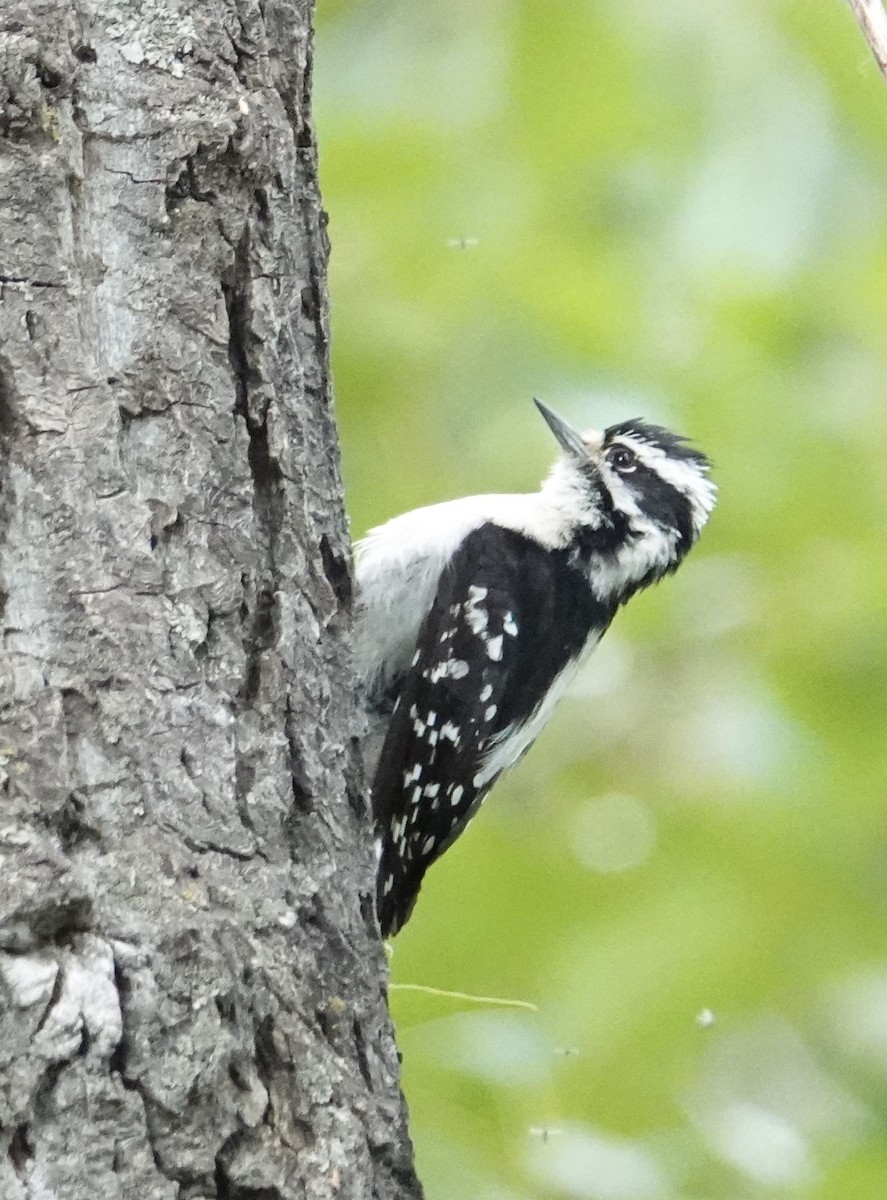 Downy Woodpecker - ML637015161