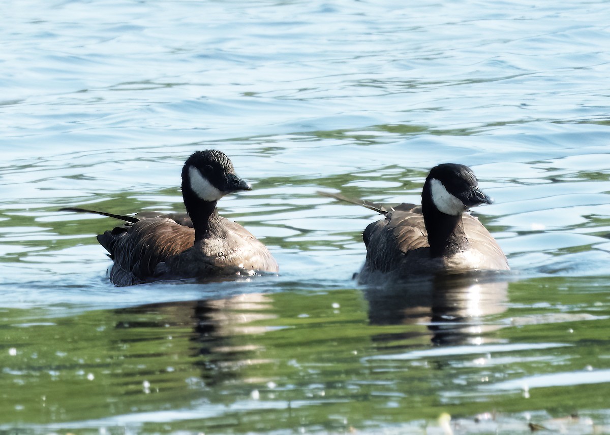 Cackling Goose - ML637015191