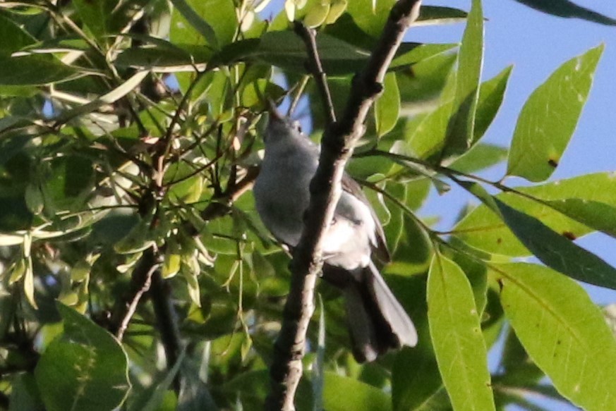 Blue-gray Gnatcatcher - ML63701521