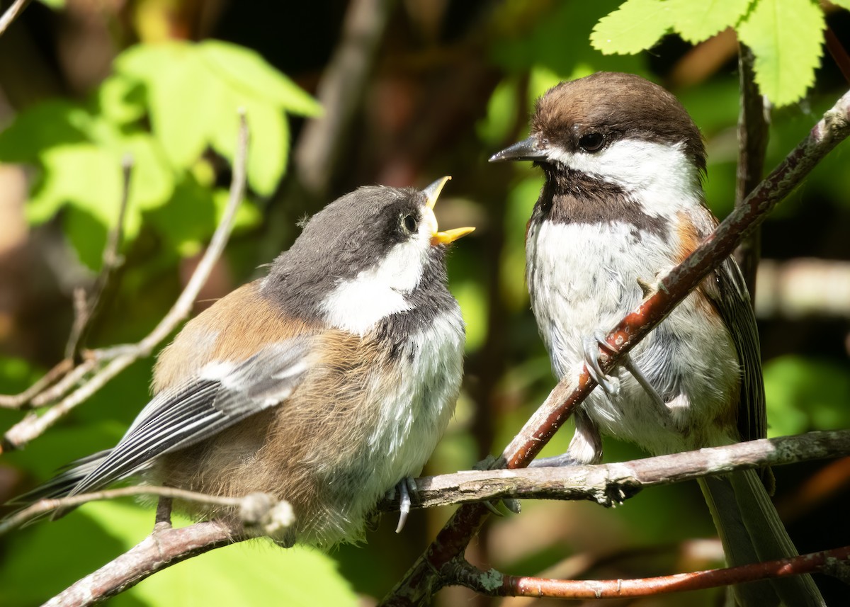 Chestnut-backed Chickadee - ML637015210