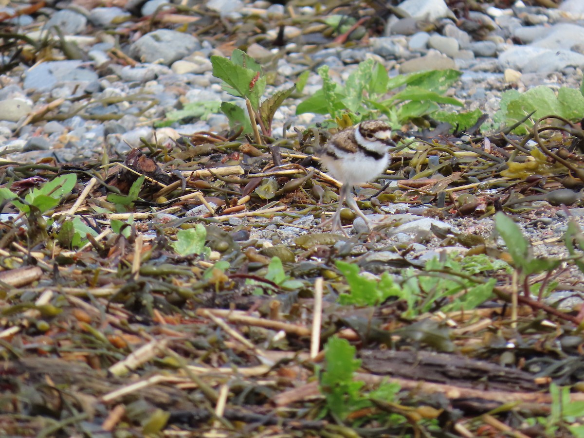 Killdeer - ML637015291