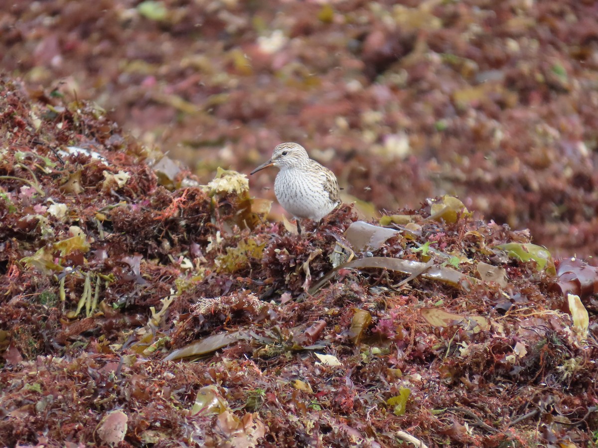 White-rumped Sandpiper - ML637015309
