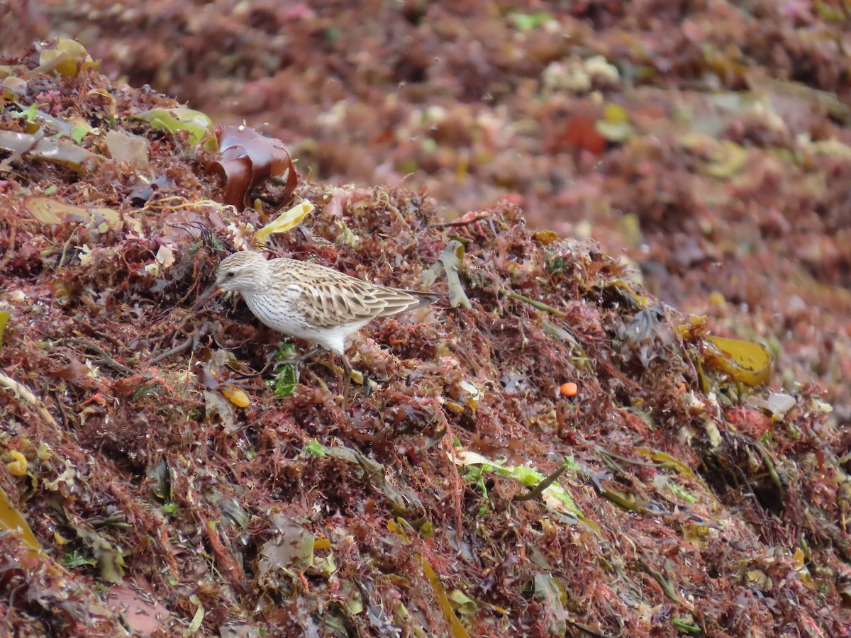 White-rumped Sandpiper - ML637015311