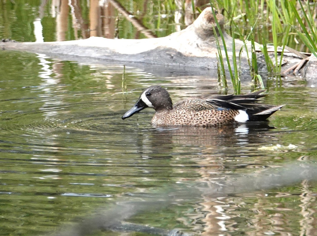 Blue-winged Teal - ML637015374