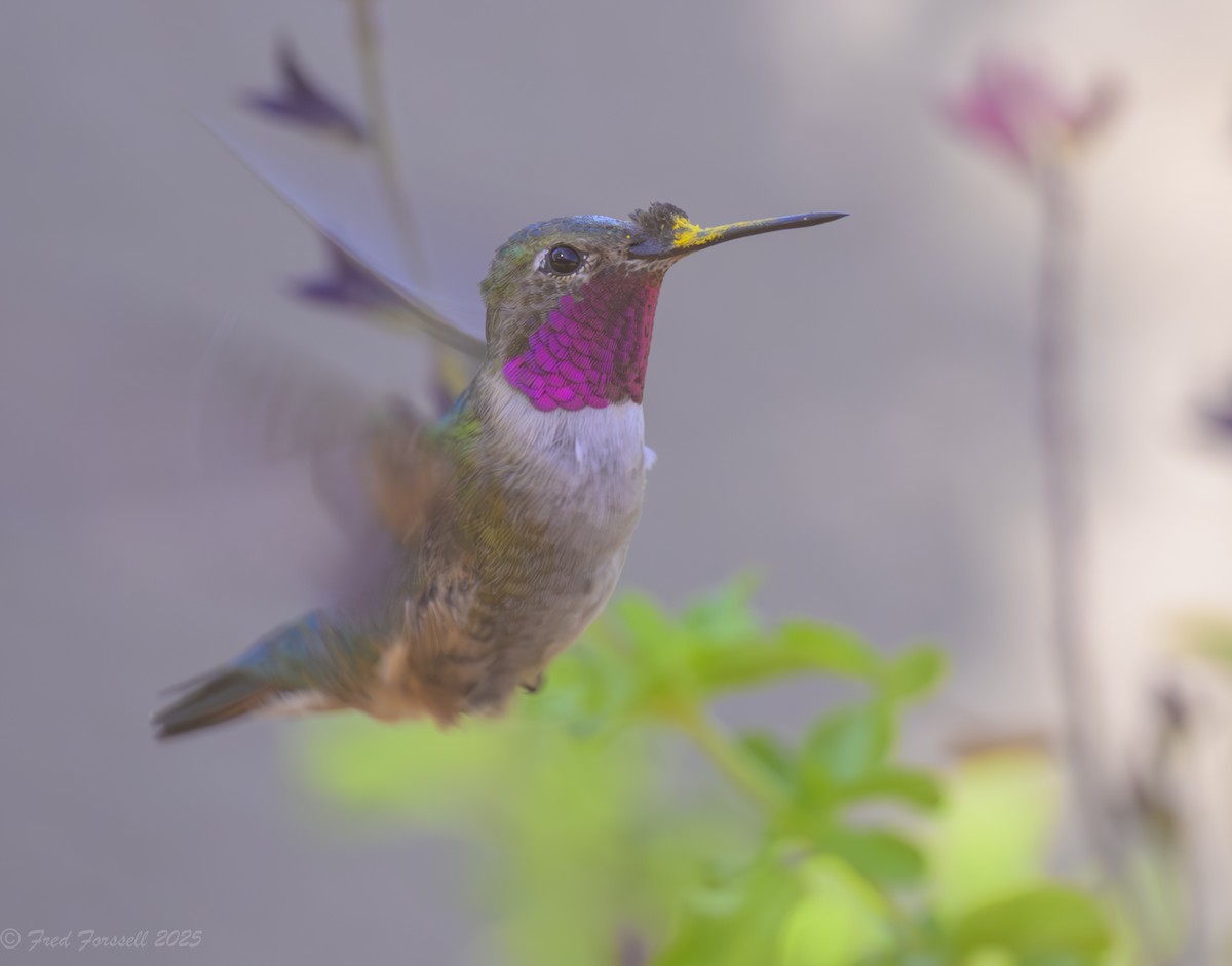 Broad-tailed Hummingbird - ML637015419
