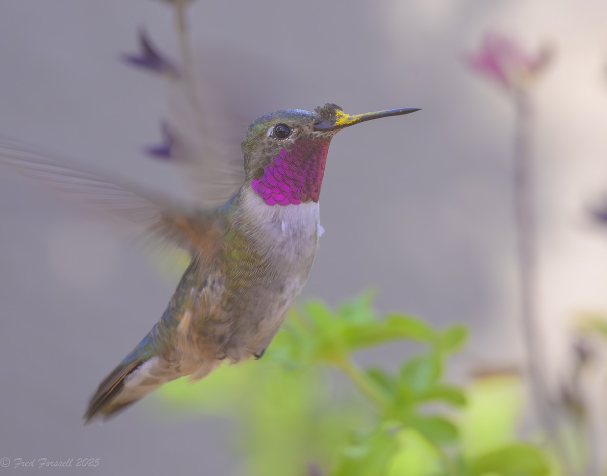 Broad-tailed Hummingbird - ML637015420