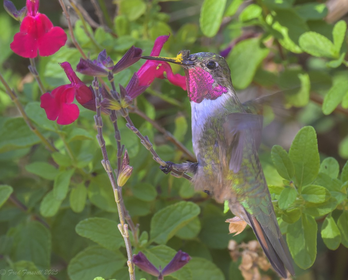 Broad-tailed Hummingbird - ML637015421