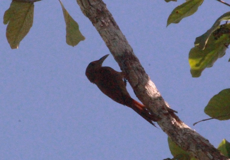 Cinnamon-throated Woodcreeper - ML637015424