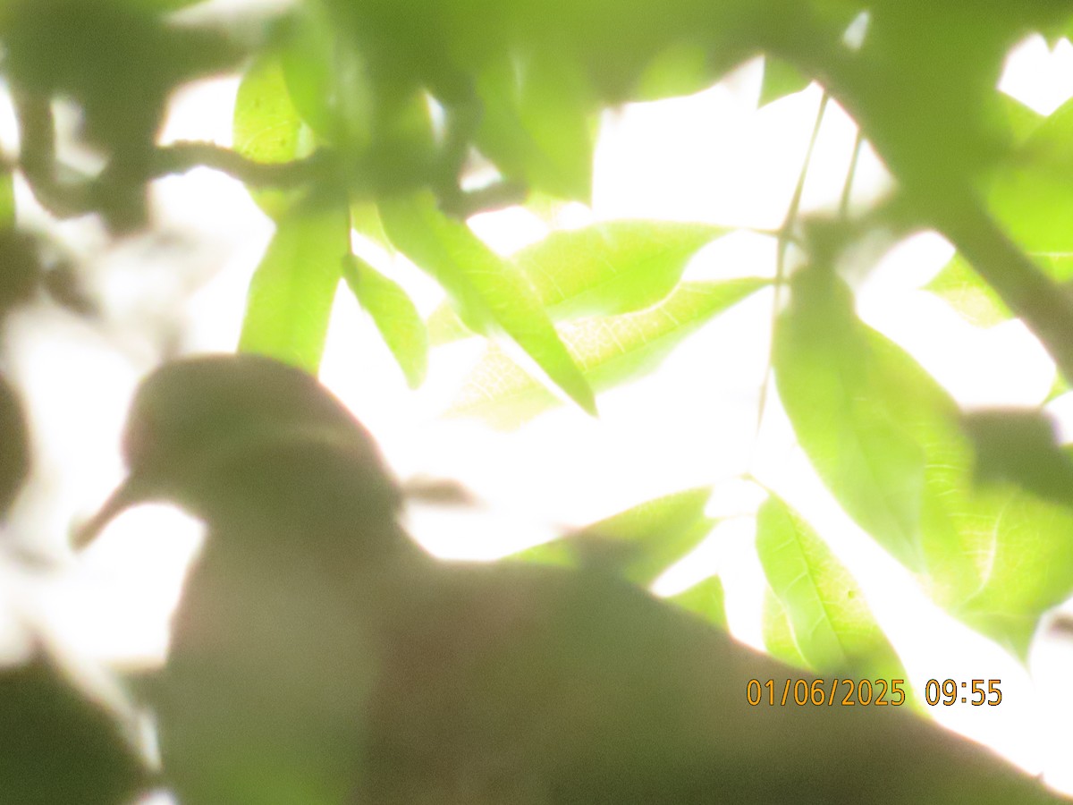Key West Quail-Dove - ML637015548