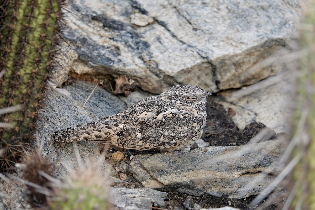 Pygmy Nightjar - ML637015554