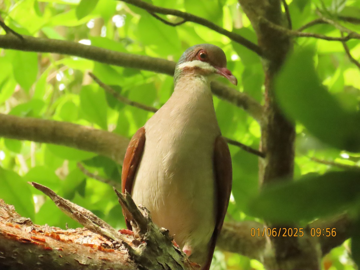 Key West Quail-Dove - ML637015558