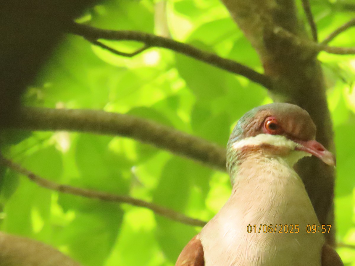 Key West Quail-Dove - ML637015560
