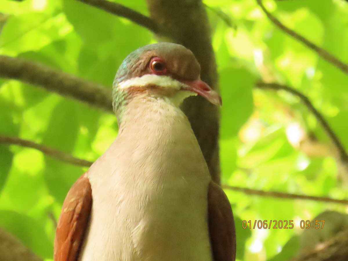 Key West Quail-Dove - ML637015562