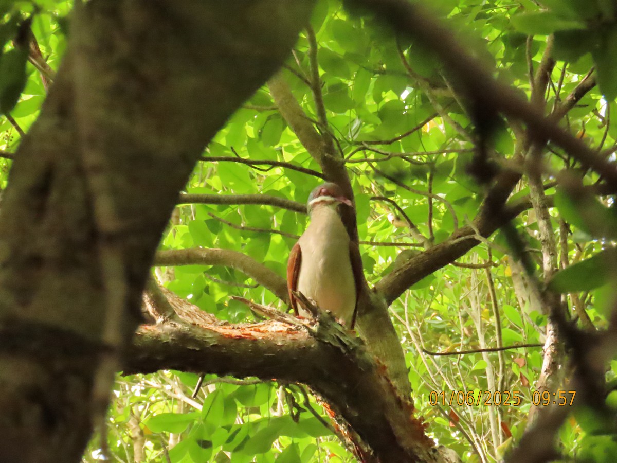 Key West Quail-Dove - ML637015563