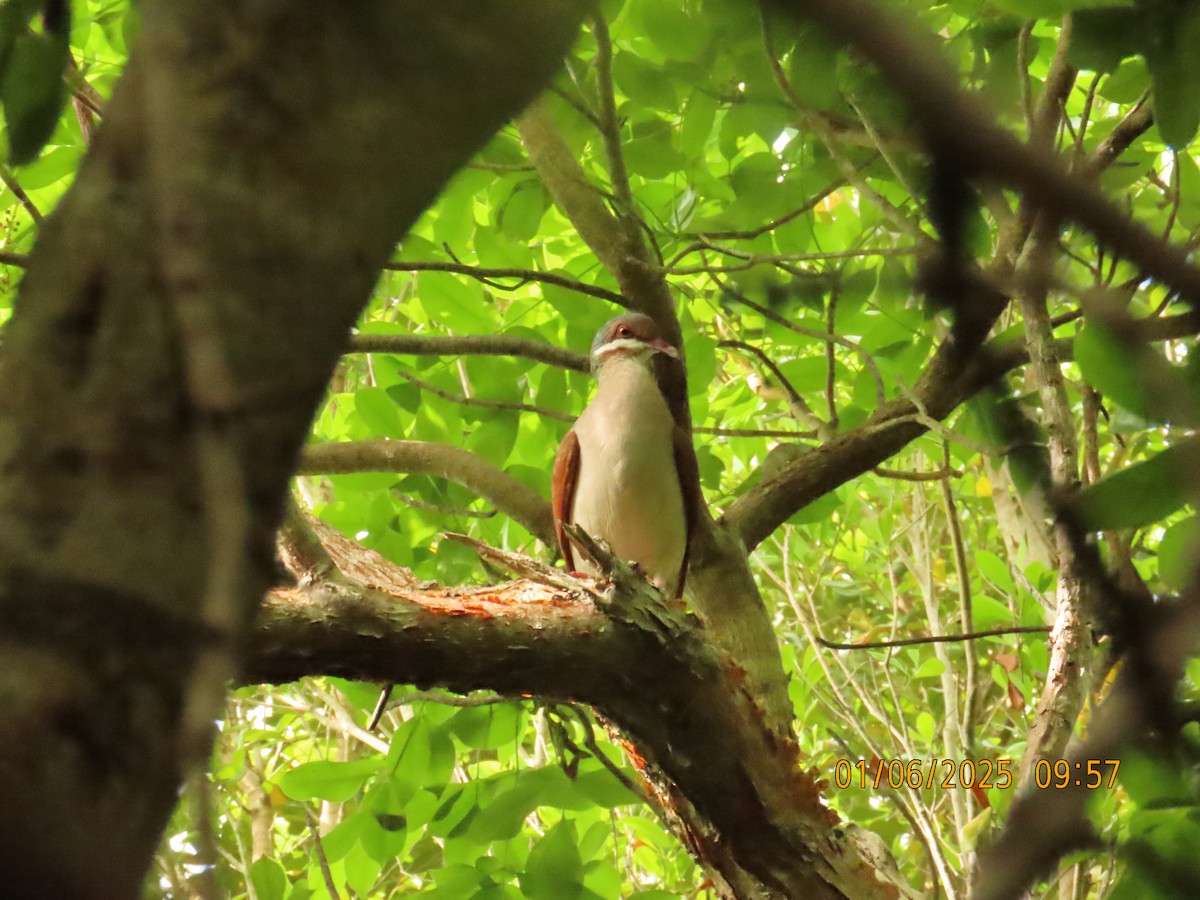 Key West Quail-Dove - ML637015564