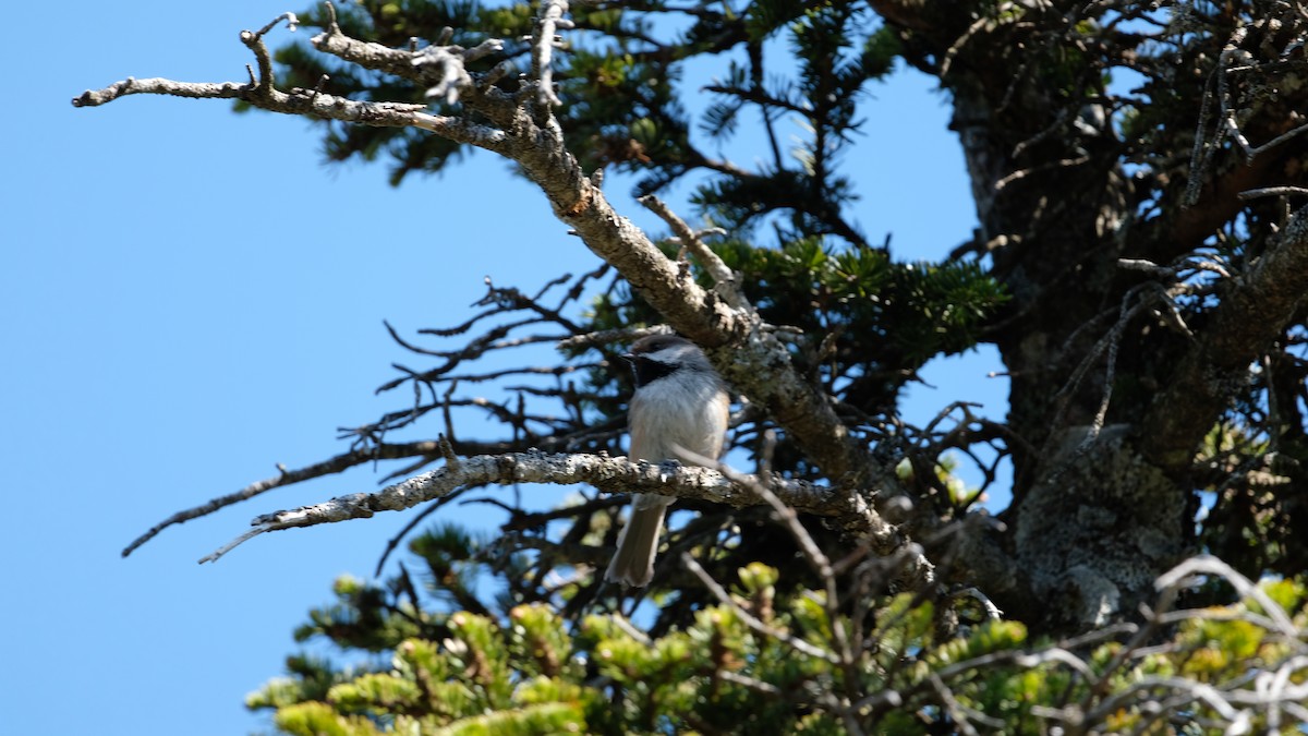 Boreal Chickadee - ML637015646