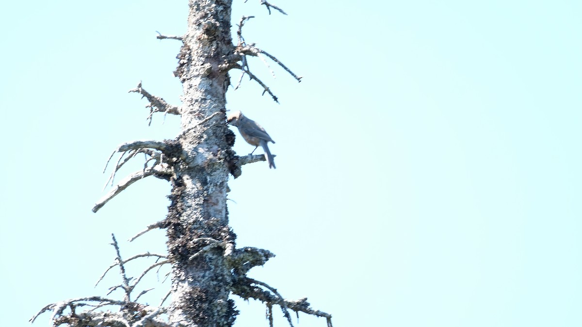 Boreal Chickadee - ML637015654