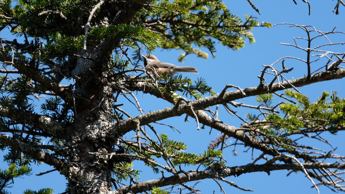 Boreal Chickadee - ML637015708