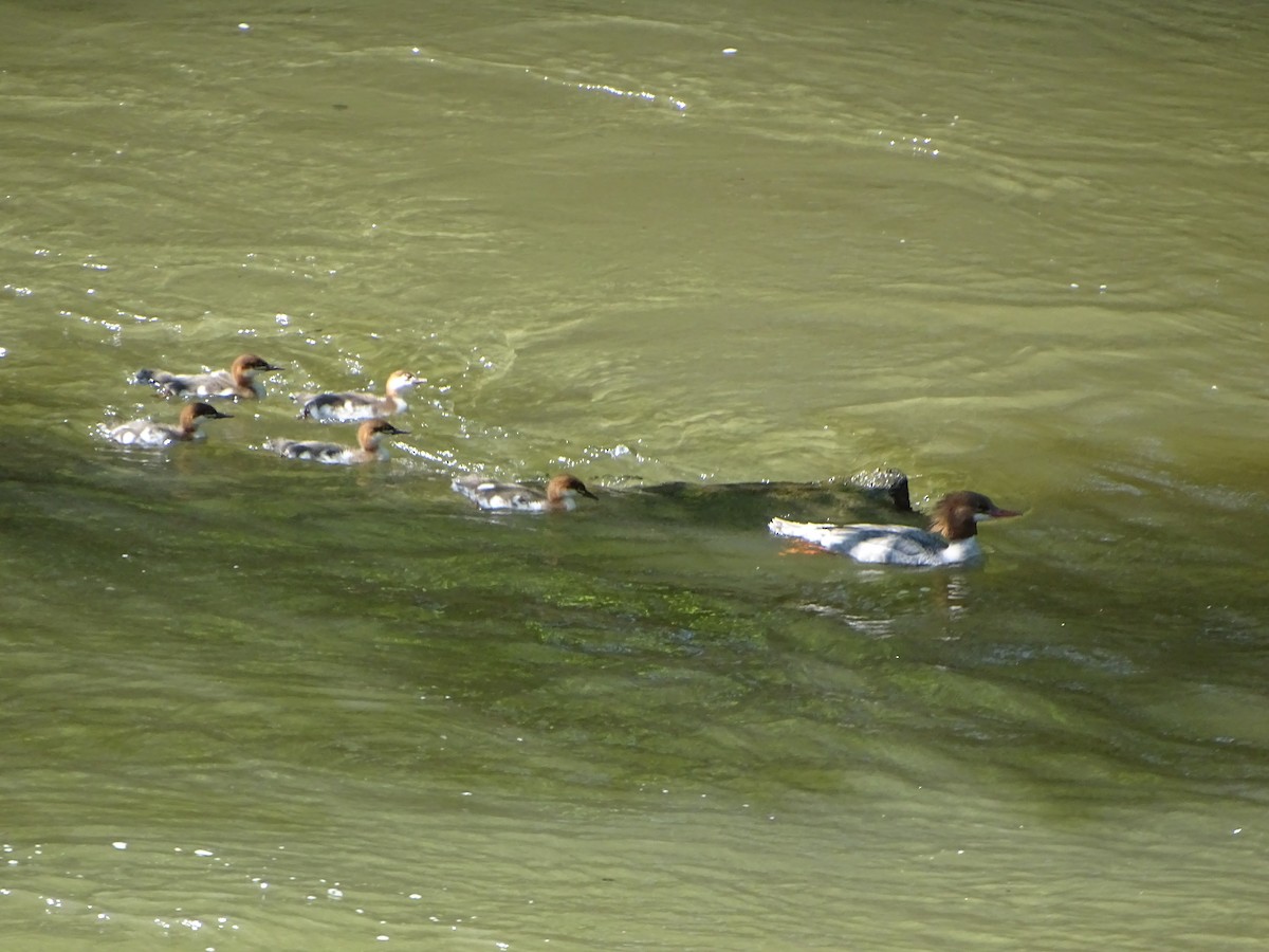 Common Merganser - ML637015729