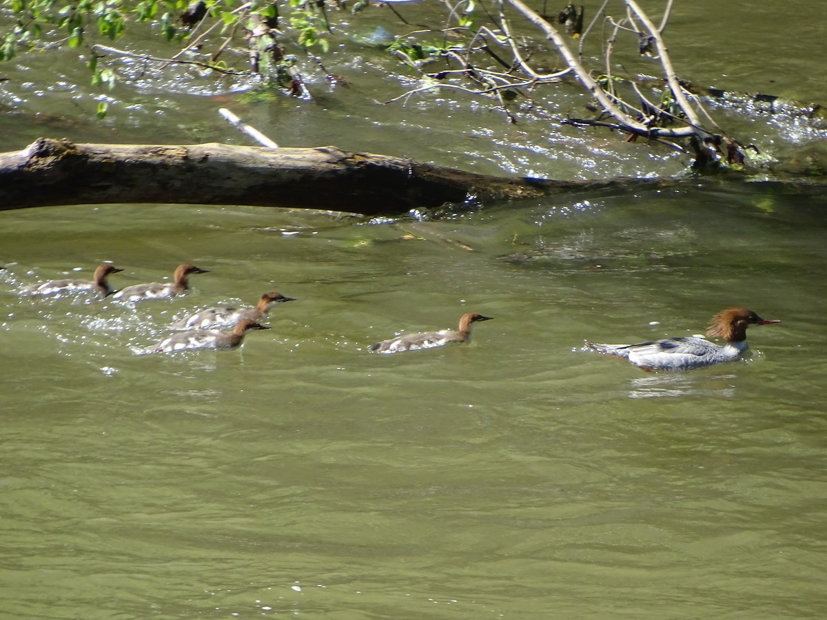 Common Merganser - ML637015730