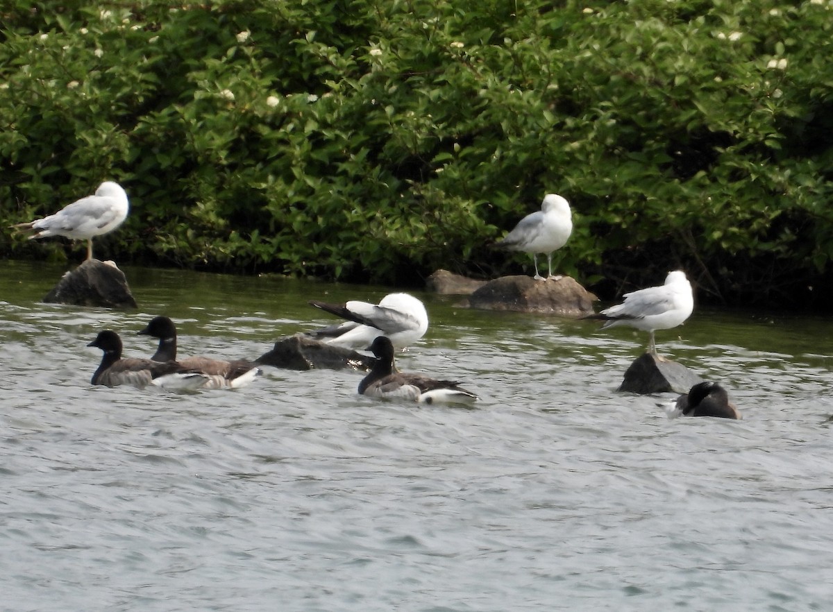 Brant - ML637015750
