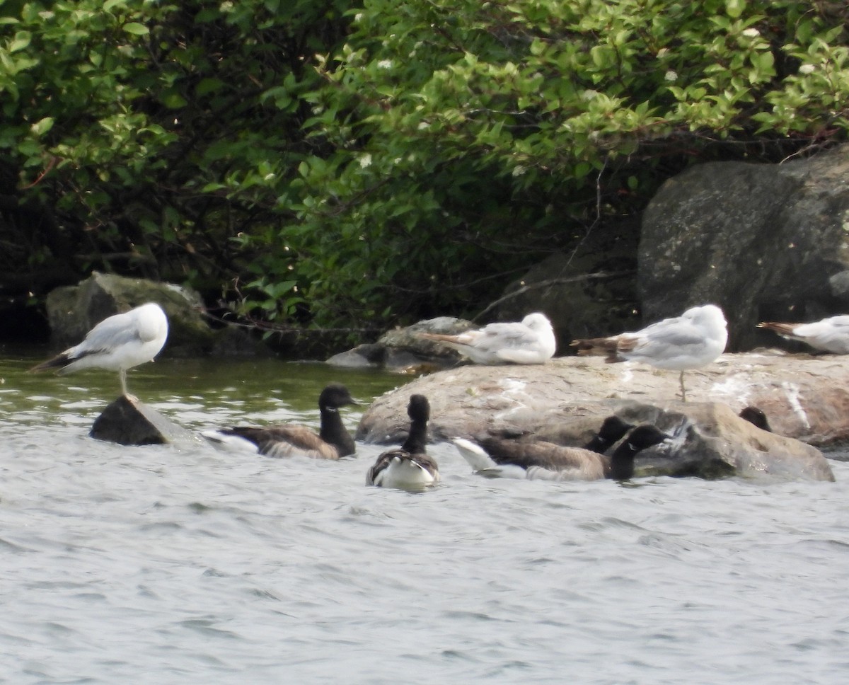 Brant - ML637015751