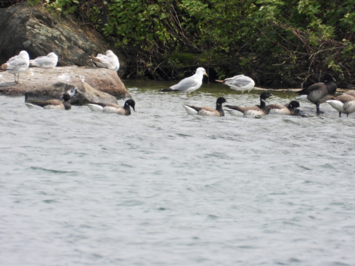 Brant - ML637015752