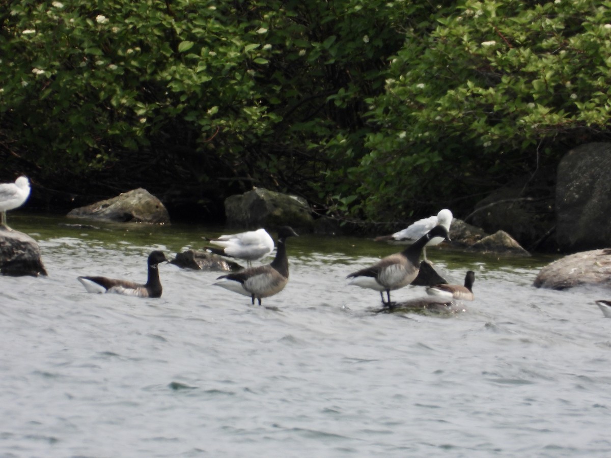 Brant - ML637015756