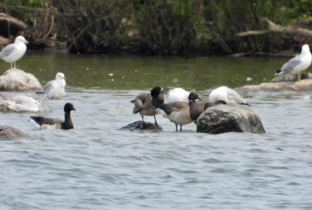 Brant - ML637015757