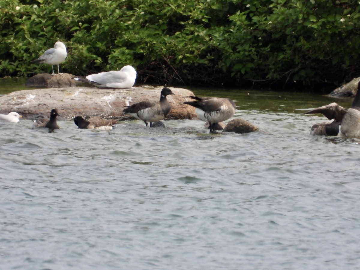 Brant - ML637015758
