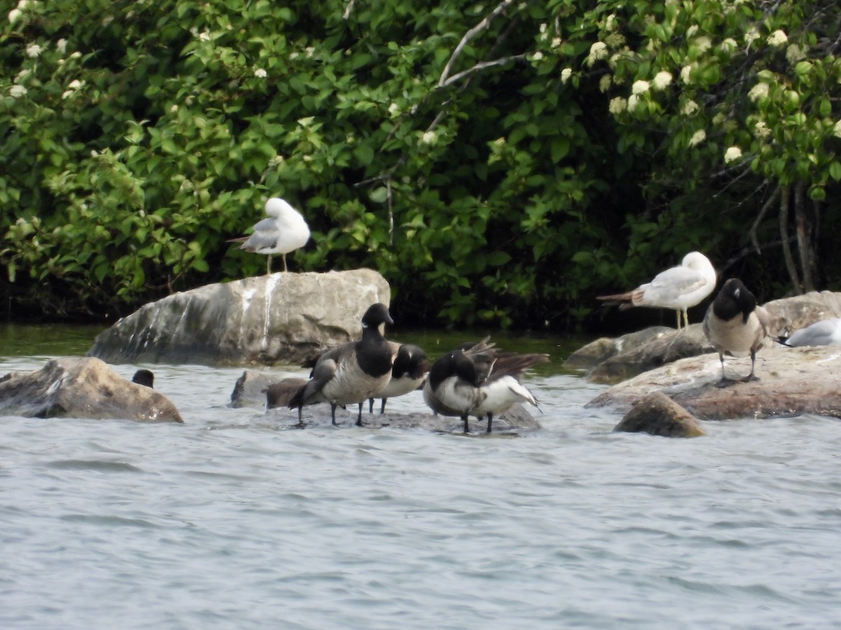 Brant - ML637015759