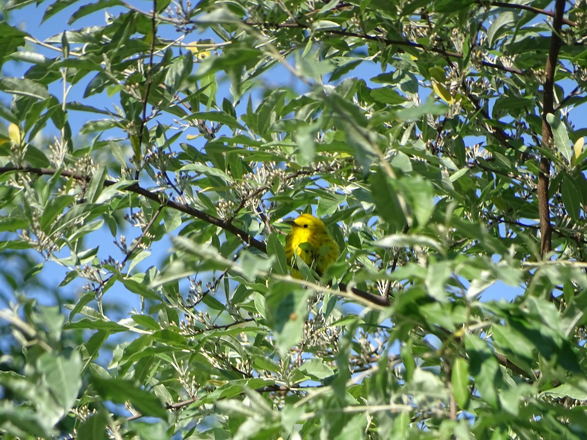 Northern Yellow Warbler - ML637015765