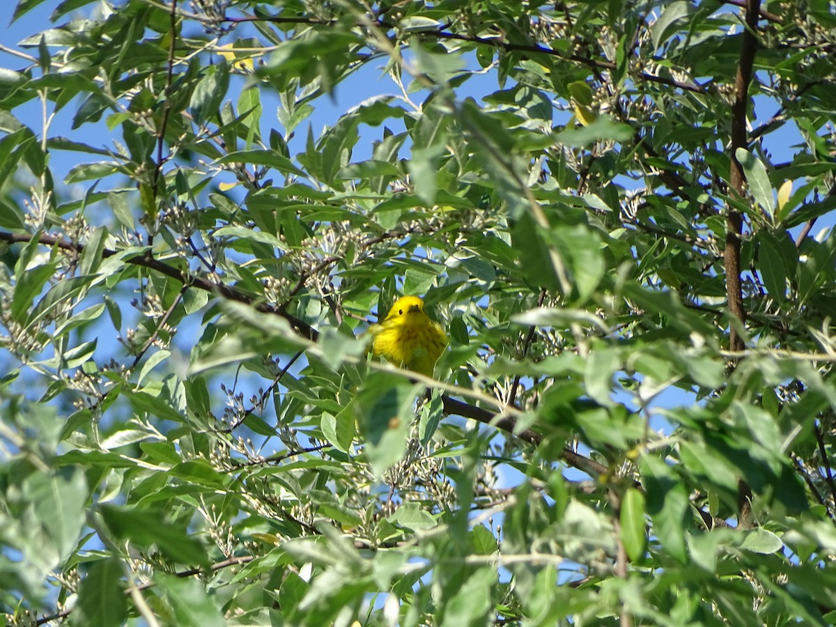 Northern Yellow Warbler - ML637015766