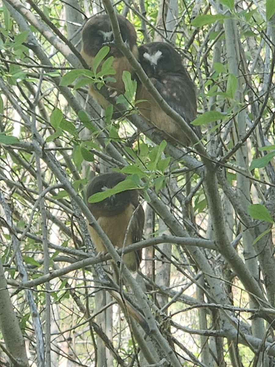 Northern Saw-whet Owl - ML637015780