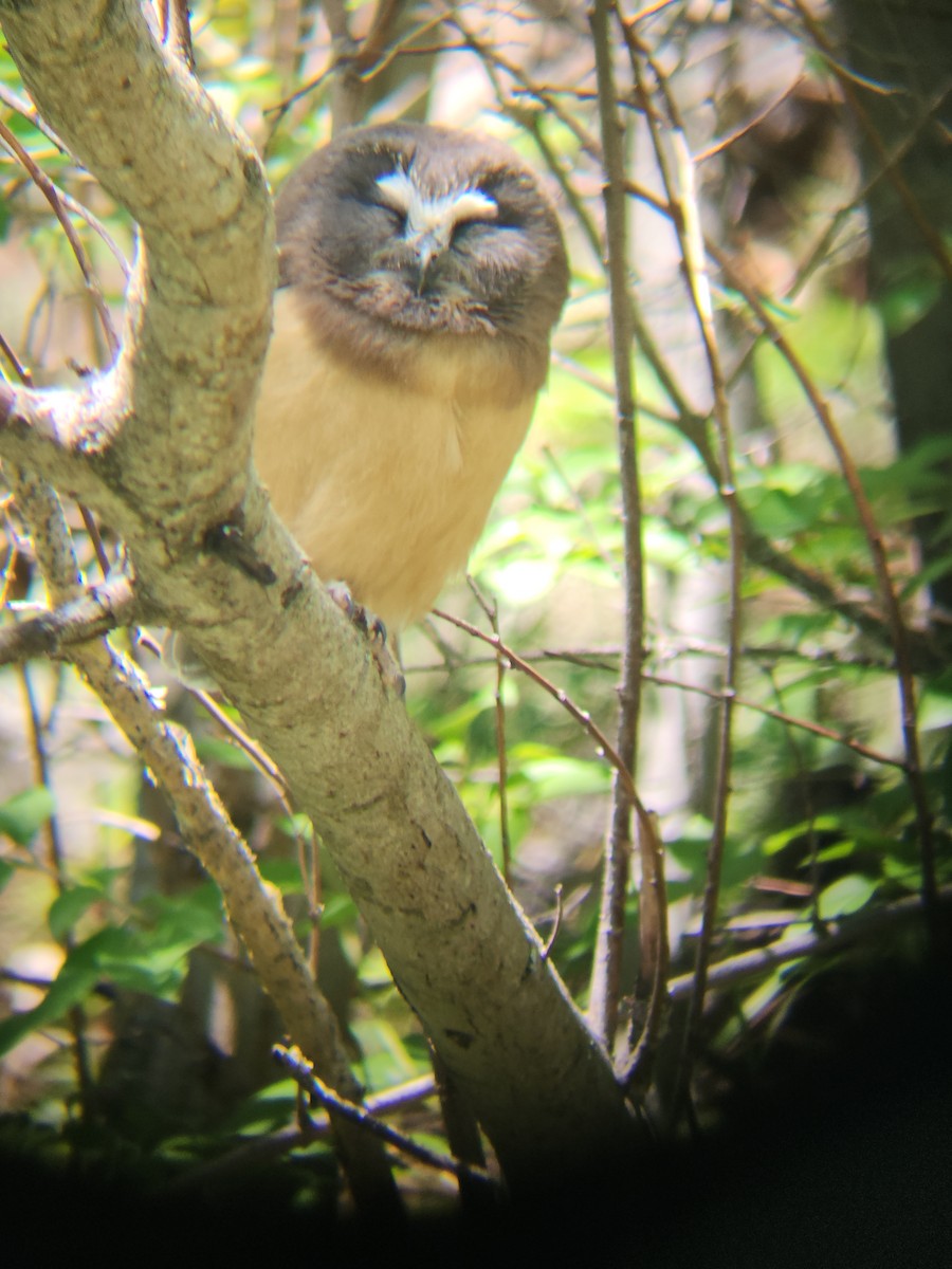 Northern Saw-whet Owl - ML637015781