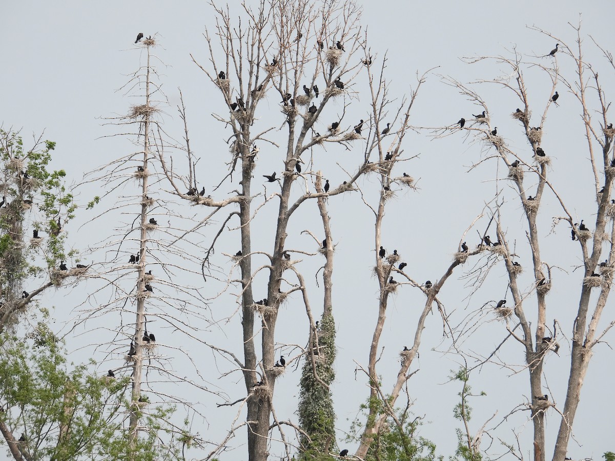 Double-crested Cormorant - ML637015837