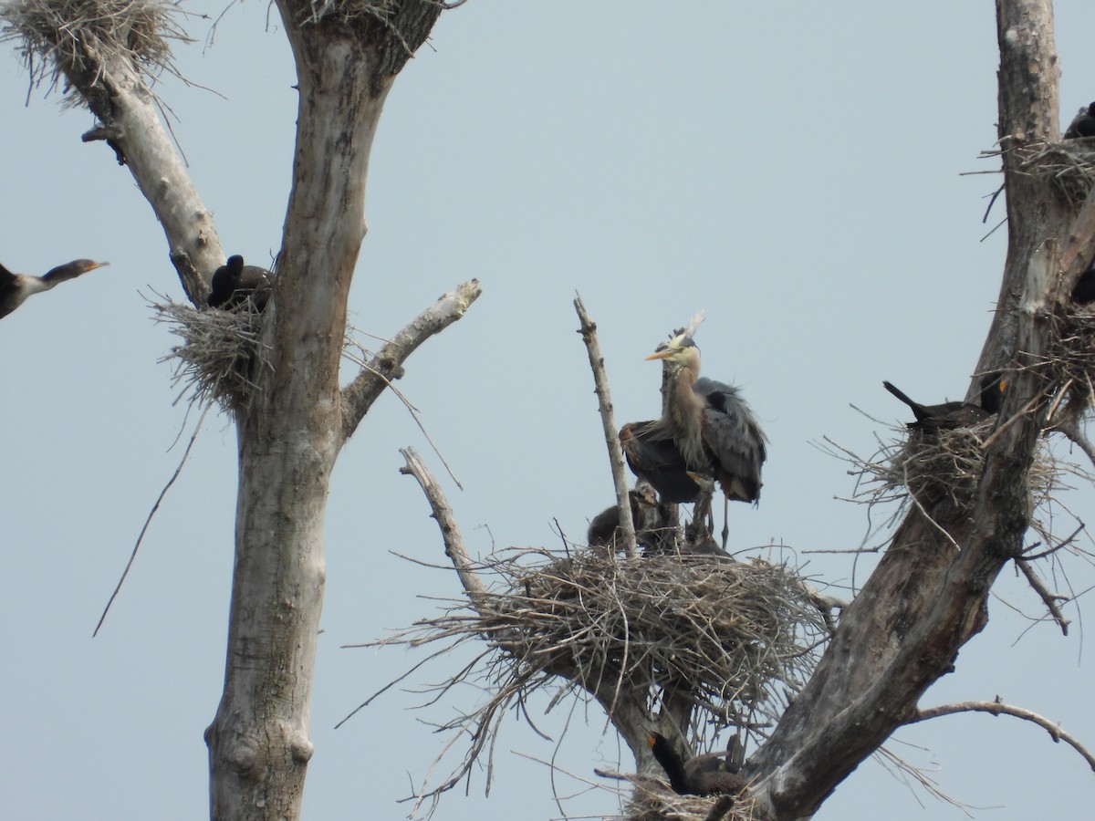 Great Blue Heron - ML637015839